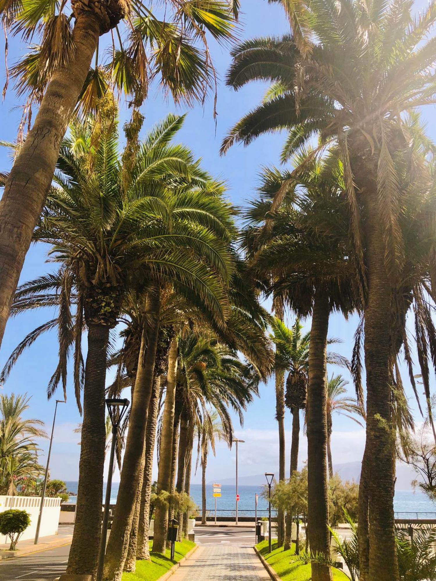 Estudio Tinerfe Puerto de la Cruz  Eksteriør billede