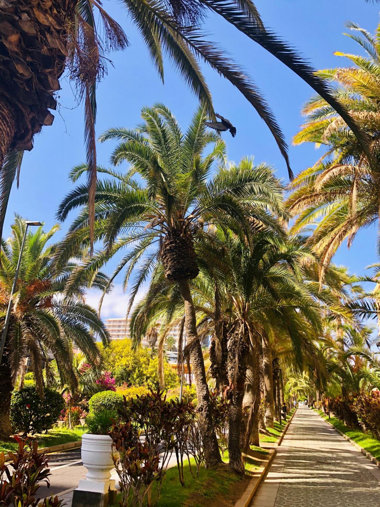 Estudio Tinerfe Puerto de la Cruz  Eksteriør billede
